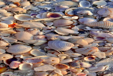 Ilustrasi Kerang Mutiara