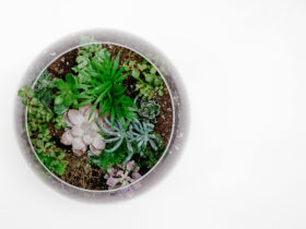 Ilustrasi Terrarium