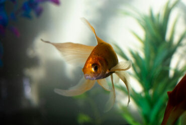 Merawat ikan hias