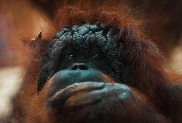 Ilustrasi Orangutan dan Habitatnya